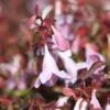 Abelia Pinky Bells -Flora Soldes Abelia Pinky Bells Noble 83904 1