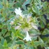 Abelia (x) Grandiflora Happy Daydream -Flora Soldes Abelia x grandiflora Happy Daydream 89465 1