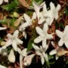 Abelia Grandiflora Sherwood -Flora Soldes Abelia grandiflora Sherwood 1000132 1