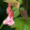 Abutilon Pink Charm -Flora Soldes Abutilon Pink Charm V 18700 1