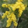 Acacia Dealbata Gaulois Astier GREFFE - Mimosa Des Fleuristes 2 Acacia Dealbata Gaulois Astier GREFFE - Mimosa Des Fleuristes -Flora Soldes Acacia dealbata Gaulois Astier GREFFE 85885 1
