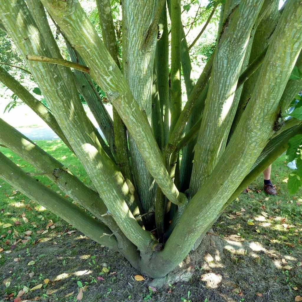 Acer Davidii - Érable à Peau De Serpent 3 Acer Davidii - Érable à Peau De Serpent