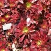 Aeonium Arboreum Garnet - Aeonium En Arbre -Flora Soldes Aeonium arboreum Garnet Aeonium en arbre LD 18016 1