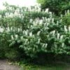 Aesculus Parviflora - Pavier Blanc -Flora Soldes Aesculus parviflora ld wlcutler 781554 1