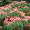 Albizia Julibrissin Ombrella - Arbre à Soie -Flora Soldes Albizia julibrissin Ombrella ld wlcutler 781540 1