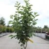 Amelanchier Canadensis Rainbow Pillar -Flora Soldes Amelanchier canadensis RAINBOW PILLAR 83941 1