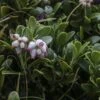 Arctostaphylos Uva-ursi - Raisin D'ours -Flora Soldes Arctostaphylos uva 83946 1