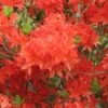 Azalée De Chine Koster's Brilliant Red - Azalea Mollis -Flora Soldes Azalea de Chine Brilliant Red 84817 1