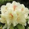 Azalée De Chine Harvest Moon - Azalea Mollis -Flora Soldes Azalee de Chine Harvest Moon 84816 1