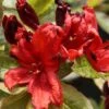 Azalée De Chine Nabucco - Azalea Mollis -Flora Soldes Azalee de Chine Nabucco 84820 1