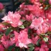 Azalée Japonaise Blaauw's Pink - Rhododendron Hybride -Flora Soldes Azalee japonaise Blaauw s Pink 85720 1
