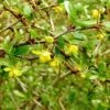 Berberis Media Parkjuweel - Épine Vinette -Flora Soldes Berberis media Parkjuweel 871932 1