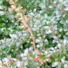 Berberis Media Red Jewel - Epine-vinette -Flora Soldes Berberis media Red Jewel 781561 2