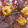Berberis Ottawensis Superba - Epine-vinette -Flora Soldes Berberis ottawensis Superba 83958 1