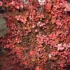 Berberis Thunbergii Fireball - Epine-vinette -Flora Soldes Berberis thunbergii Fireball 781669 1