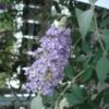 Buddleia Lochinch - Arbre Aux Papillons -Flora Soldes Buddleia Lochinch 80059 1