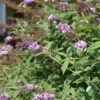 Buddleia Davidii Nanho Purple - Arbre Aux Papillons Nain -Flora Soldes Buddleia davidii Nanho Purple 87569 1