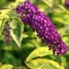 Buddleia Davidii Santana - Arbre à Papillons Panaché -Flora Soldes Buddleia davidii Santana 87573 1