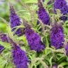 Buddleja Davidii Butterfly CandyLittle Purple - Arbre Aux Papillons Nain -Flora Soldes Buddleja Butterfly Candy Little Purple copyright 17555 1