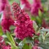 Buddleja Davidii Butterfly Candy Little Ruby - Arbre Aux Papillons Nain -Flora Soldes Buddleja Butterfly Candy Little Ruby copyright 17556 1