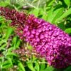 Buddleja Davidii Sugar Plum - Arbre Aux Papillons -Flora Soldes Buddleja davidii Sugar Plum 83973 1