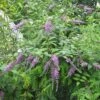 Buddleja Lindleyana - Arbre Aux Papillons De Lindley -Flora Soldes Buddleja lindleyana 83974 1