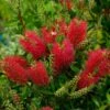 Callistemon (x) Laevis 1 Callistemon (x) Laevis -Flora Soldes Callistemon x laevis 83242 1