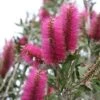 Callistemon Citrinus Mauve Mist - Rince Bouteille -Flora Soldes Callistemon citrinus Mauve Mist 87064 1