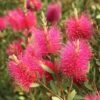 Callistemon Viminalis Hot Pink – Rince Bouteille -Flora Soldes Callistemon viminalis Hot Pink 82330 2