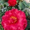 Camelia Holly Bright - Camellia Japonica -Flora Soldes Camelia Holly Bright Camellia japonica copyright 852781 1