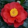 Camélia San Dimas - Camellia Japonica -Flora Soldes Camelia San dimas Camellia japonica 82558 1