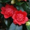 Camelia Bob's Tinsie - Camellia Japonica -Flora Soldes Camellia Bob s Tinsie 85273 1