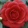 Camélia Coquetti - Camellia Japonica -Flora Soldes Camellia Coquetti 85275 1