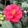 Camélia Blood Of China - Camellia Japonica -Flora Soldes Camellia japonica Blood of China 87690 1