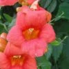 Campsis Radicans - Bignone De Virginie -Flora Soldes Campsis Radicans ld CarlELewis 681339 1