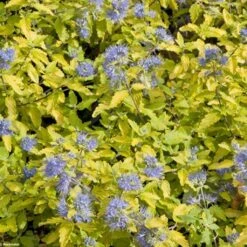 Caryopteris Incana Sunshine Blue - Barbe-bleue, Spirée Bleue
