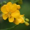 Cassia Floribunda - Senné -Flora Soldes Cassia floribunda 83252 1