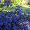 Céanothe Blue Sapphire -Flora Soldes Ceanothus Blue Sapphire 87735 1