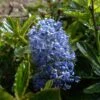 Céanothe Burkwoodii -Flora Soldes Ceanothus Burkwoodii 87736 1