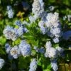 Ceanothus Arboreus Concha - Lilas De Californie -Flora Soldes Ceanothus arboreus Concha 82192 1