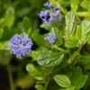 Céanothe Impressus Victoria -Flora Soldes Ceanothus impressus Victoria 83985 1