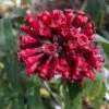 Cestrum Elegans (purpureum) Rubrum -Flora Soldes Cestrum elegans rubrum copyright 16235 1