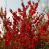 Cognassier Du Japon - Chaenomeles Speciosa Scarlet Storm -Flora Soldes Chaenomeles speciosa Scarlet Storm 82555 1