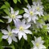 Clématite - Clematis Etoile Nacrée -Flora Soldes Clematis Etoile Nacree 87833 1