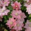 Clématite - Clematis Little Mermaid -Flora Soldes Clematis Little Mermaid 81388 1