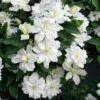 Clématite - Clematis Diversifolia White Arabella -Flora Soldes Clematis diversifolia White Arabella 89513 1