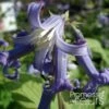 Clematis Heracleifolia Côte D'Azur 2/3L 1 Clematis Heracleifolia Côte D'Azur 2/3L -Flora Soldes Clematis heracleifolia Cote d Azur 87807 1