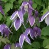 Clématite - Clematis Blue Eclipse -Flora Soldes Clematite Clematis Blue Eclipse IF 6814851 1