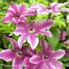 Clématite - Clematis Carnaby -Flora Soldes Clematite Clematis Carnaby 87820 1