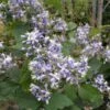 Clématite - Clematis I Am Stanislaus -Flora Soldes Clematite Clematis I am Stanislaus IF 6813781 1